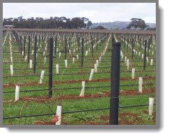 Fabulous Vineyard Presentation Fabulous Vineyard Presentation