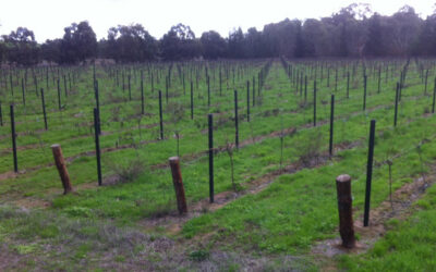 More Woodshield Posts in the Clare Valley, SA