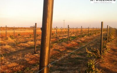 Sustainability is the Future for Vineyard Trellis Posts