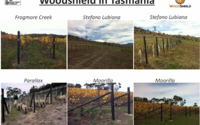 Tasmanian Vineyards